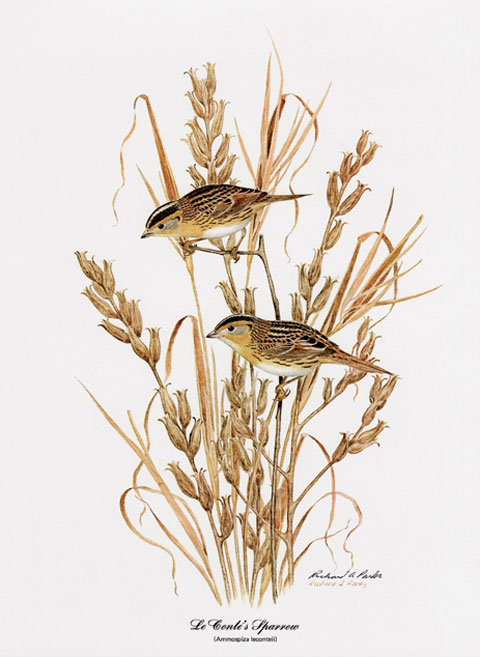 Sparrow Print