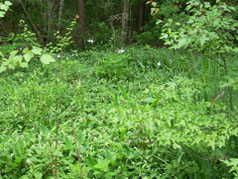 Spider Lilies in Bog Garden