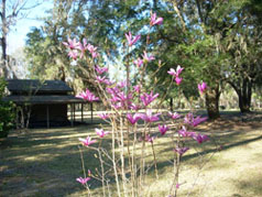 Woodmanston in Bloom
