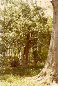 Forest Home LeConte Pear Tree