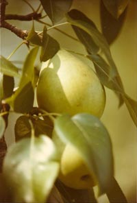 Pears on Forest Home tree