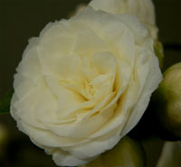 Alba Plena Camellia Alba Plena Camellia