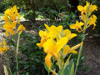 Yellow Canna