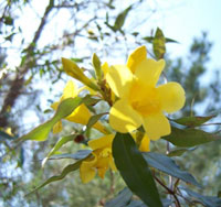 Carolina Jasmine