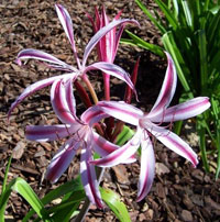 Crinum