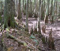 cypress knees