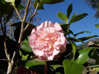 Debutante Camellia