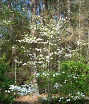 Dogwood tree - photo taken by John Ryon