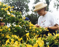 Garden Club volunteer