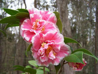 Herme Camellia