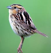 LeConte's Sparrow LeConte's Sparrow