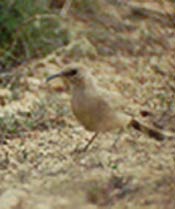 LeConte's Thrasher LeConte's Thrasher
