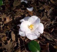Magnoliae Flora