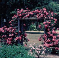 Rose arbor