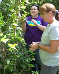 Working with camellias