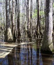 Swamp photo by MB Evans