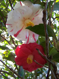 Tricolor Camellia