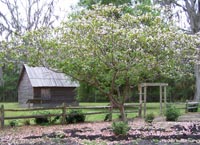 Slave cabin and Tung tree