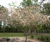 Tung tree - photo taken by John Ryon
