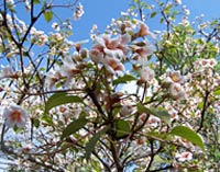 Tung tree photo by MB Evans