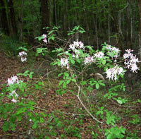 Wild Azalea along nature trail - photo by John Ryon